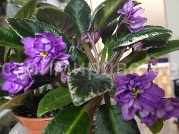Фиалка Senk’s Azalea Trail трейлер