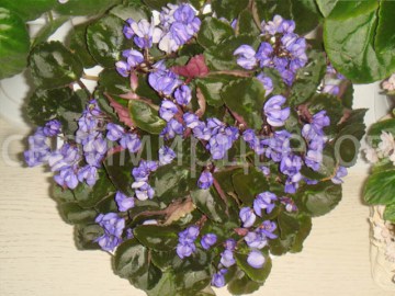 Фиалка Senk's Blue Cascade