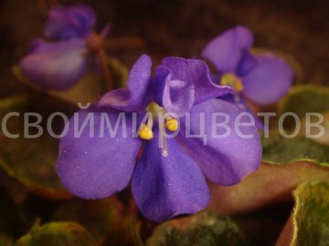 Фиалка Senk's Blue Cascade