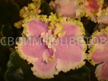 Фиалка Silverglade Apples спорт
