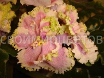 Фиалка Silverglade Apples спорт