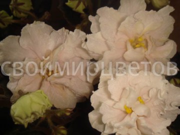 Фиалка Слоновая Кость