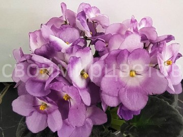 Фиалка Солнце в Бокале