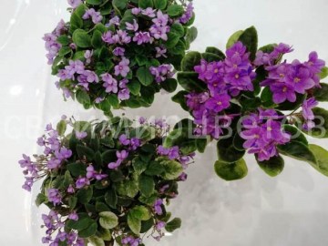 Фиалка СВ-Город Фирюза