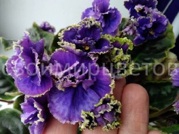 Фиалка СВ-Город Курчатов