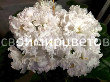 Фиалка Свадебный Букет