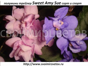Фиалка Sweet Amy Sue спорт
