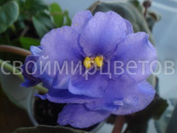 фиалка Tinari's Royal Blue Trailer