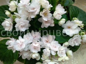 Фиалка White Strawberry