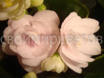 Фиалка White Strawberry
