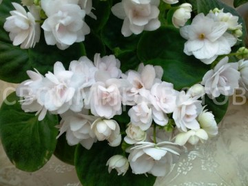 Фиалка White Strawberry