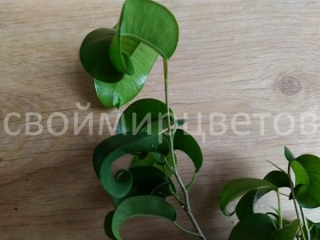 Фикус Бенджамина Buklee