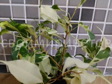 Фикус Бенджамина Curly