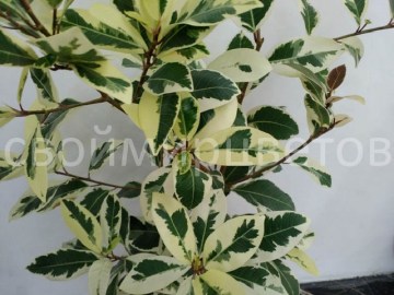 Фикус Microcarpa Albomarginata