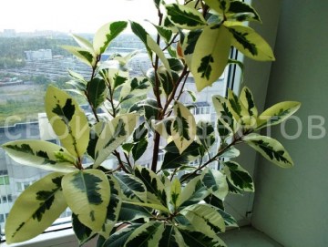 Фикус Microcarpa Albomarginata