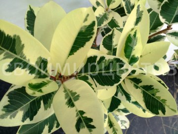 Фикус Microcarpa Albomarginata