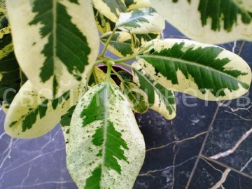 Фикус Rubiginosa Variegata