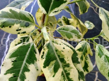 Фикус Rubiginosa Variegata