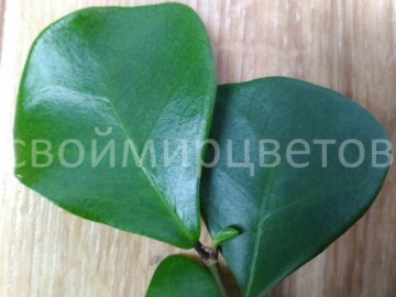 Фикус triangularis cv. Natali Trinova