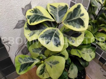 Фикус Triangularis yellow variegata