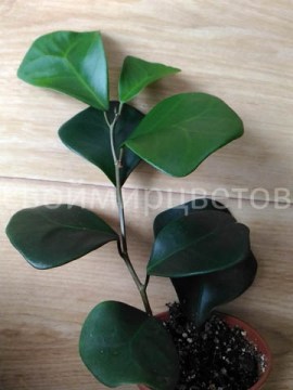 Фикус triangularis