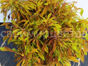 Колеус Sea Urchin Copper