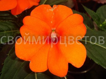 Новогвинейский бальзамин SunPatiens Compact Oranges