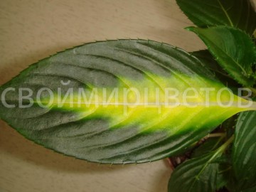 Новогвинейский бальзамин SunPatiens Spreading White