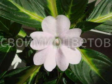 Новогвинейский бальзамин SunPatiens Spreading White