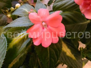 Новогвинейский бальзамин SunPatiens Spreading Salmon