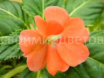 Новогвинейский бальзамин SunPatiens Spreading Salmon