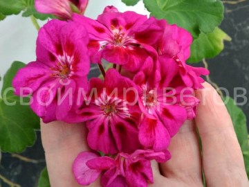 Пеларгония Fée Cerise Polina
