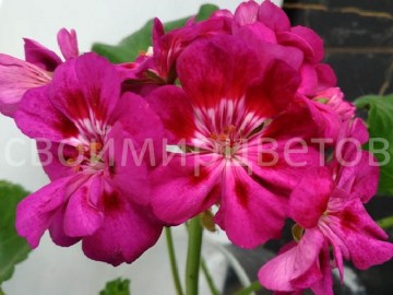 Пеларгония Fée Cerise Polina