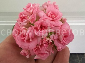 Пеларгония Grainger's Antique Rose