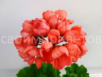 Пеларгония  Red Pandora