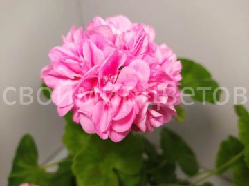 Пеларгония Розовая Жемчужина