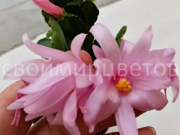 Рипсалидопсис розовый