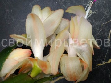 Шлюмбергера Peach and Cream