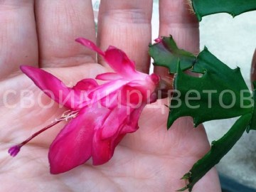 Шлюмбергера Thor Wild Cactus Rose