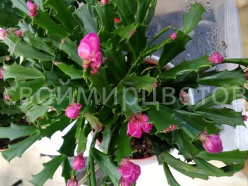 Шлюмбергера Thor Wild Cactus Rose