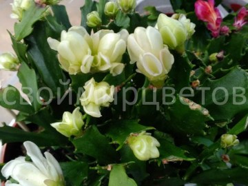 Шлюмбергера Thor Wild Cactus white