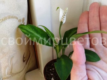 Спатифиллум Floribundum Dwarf variegata
