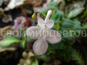 Стрептокарпелла Snow Flurry