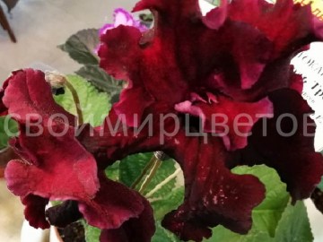 Стрептокарпус DS-Король Треф