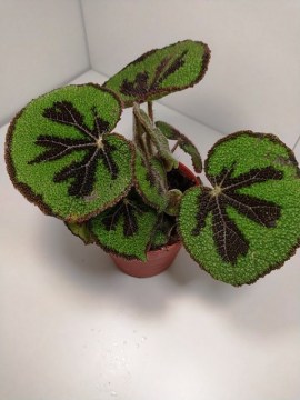 Бегония b.masoniana взрослая